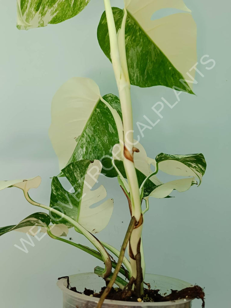 Monstera variegata albo HALFMOON