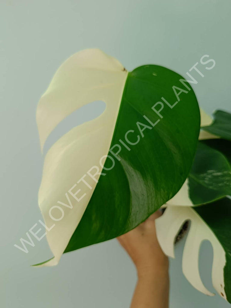 Monstera variegata albo SOLID WHITE