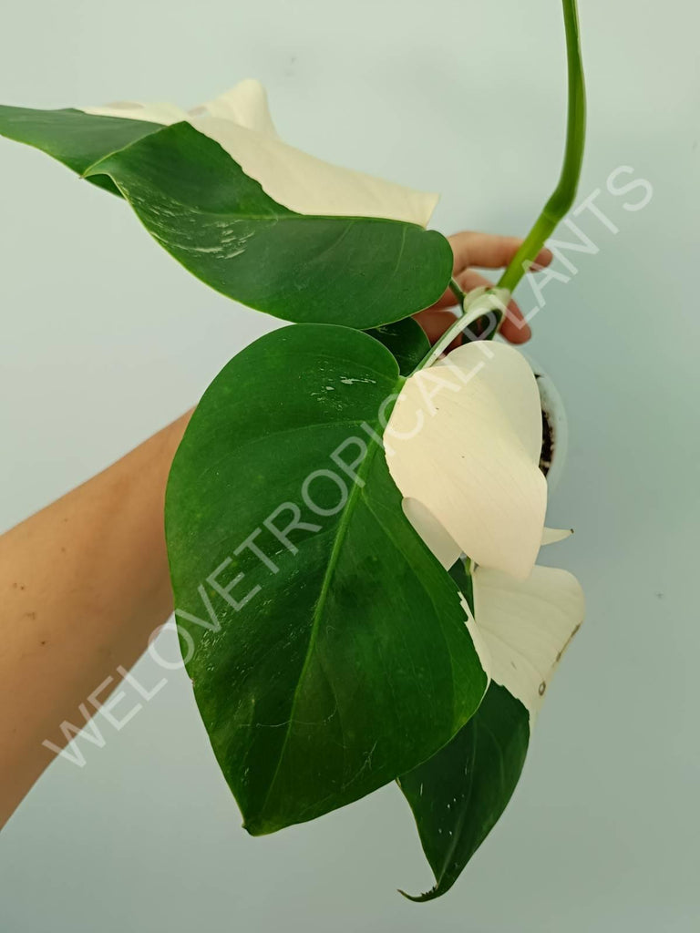 Monstera variegata albo SOLID WHITE