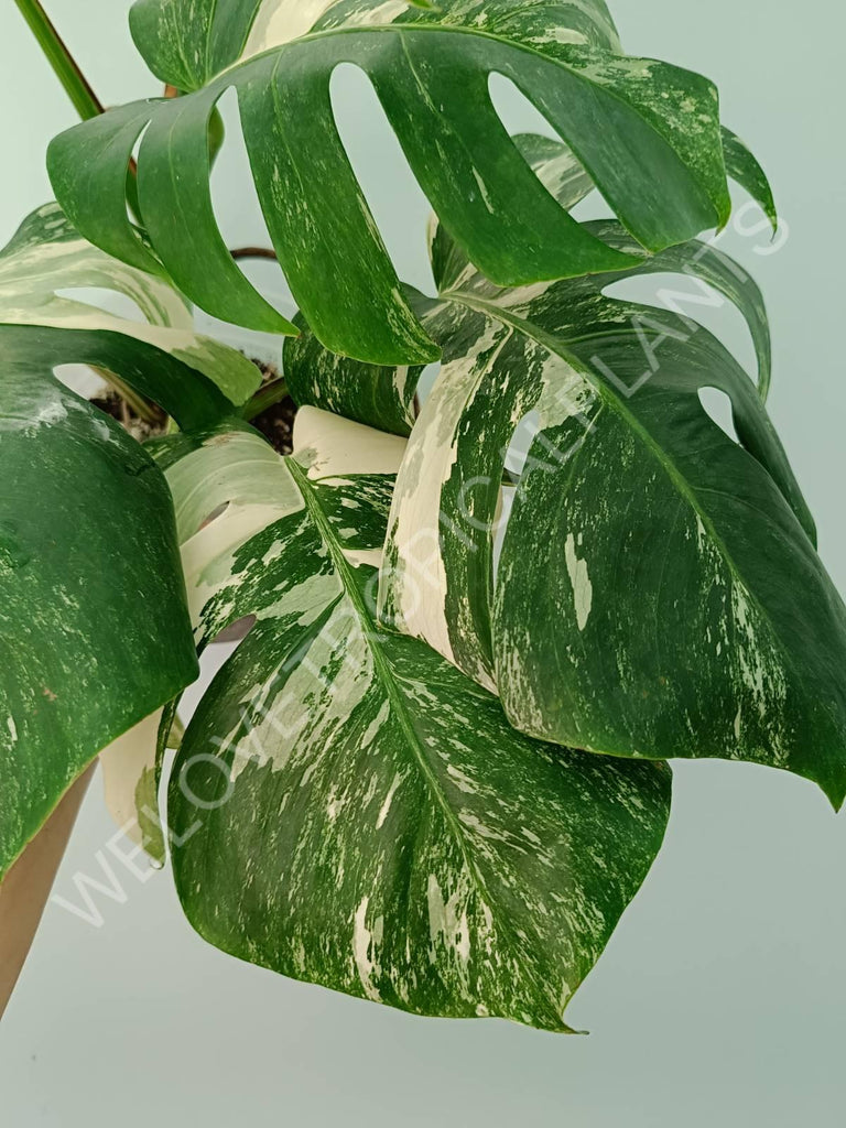 Monstera variegata albo