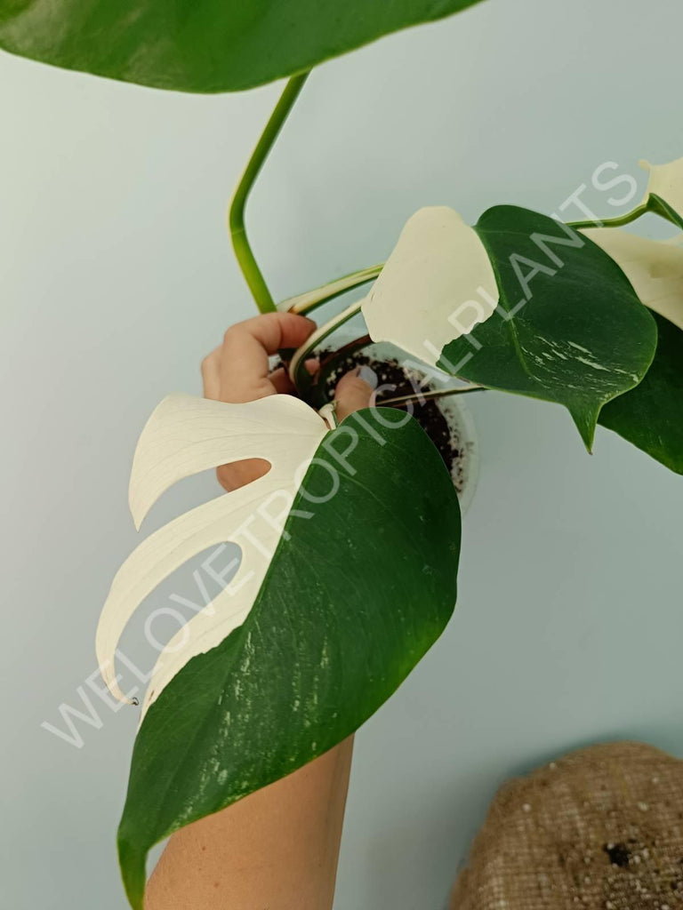 Monstera variegata albo SOLID WHITE