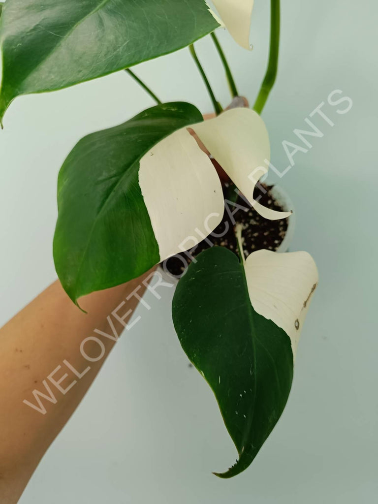 Monstera variegata albo SOLID WHITE