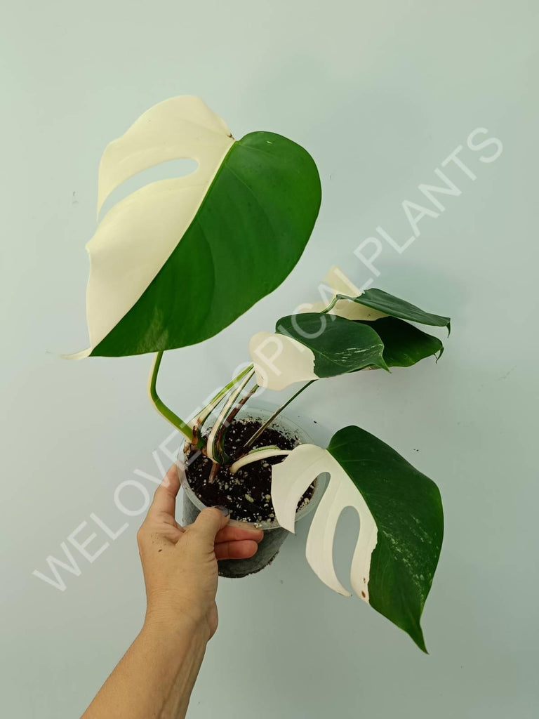 Monstera variegata albo SOLID WHITE