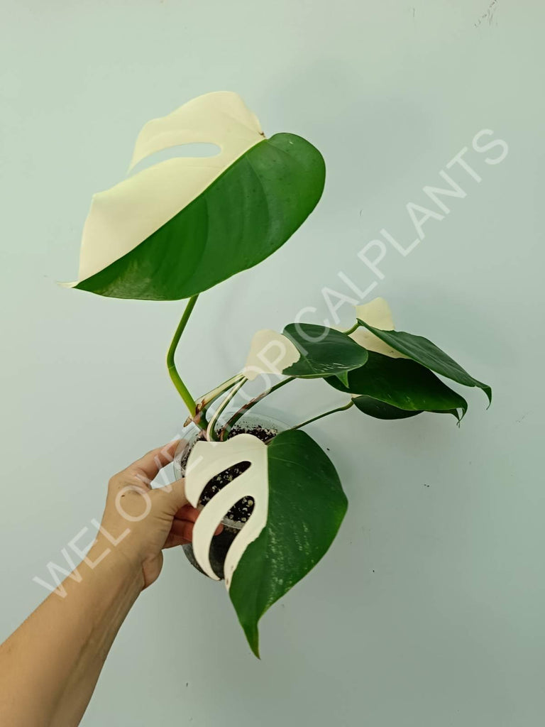 Monstera variegata albo SOLID WHITE