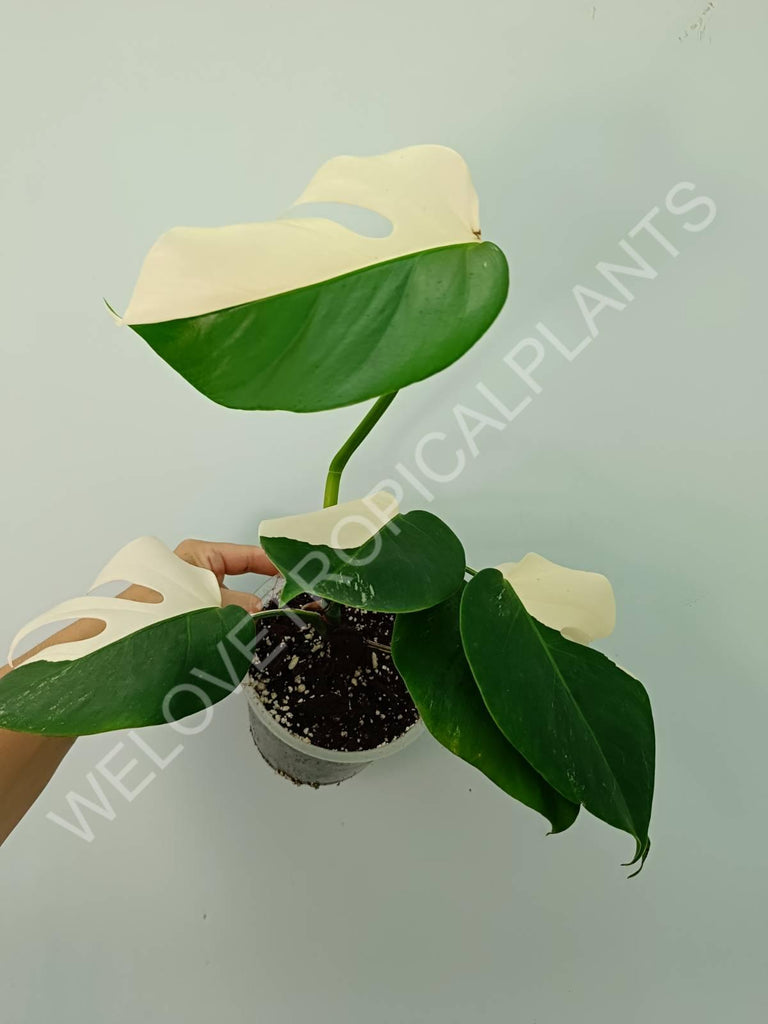 Monstera variegata albo SOLID WHITE