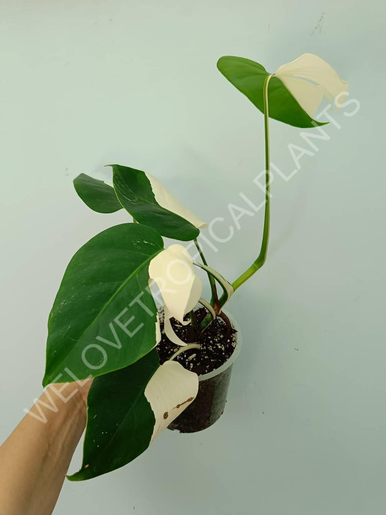 Monstera variegata albo SOLID WHITE