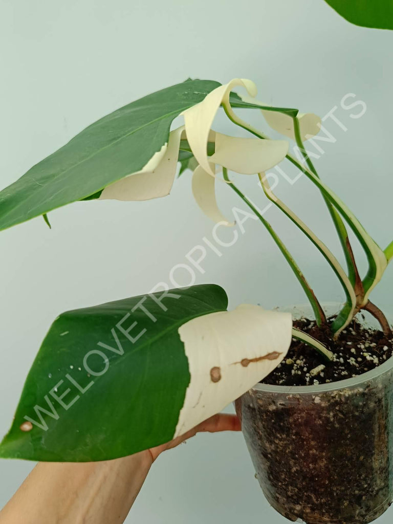 Monstera variegata albo SOLID WHITE