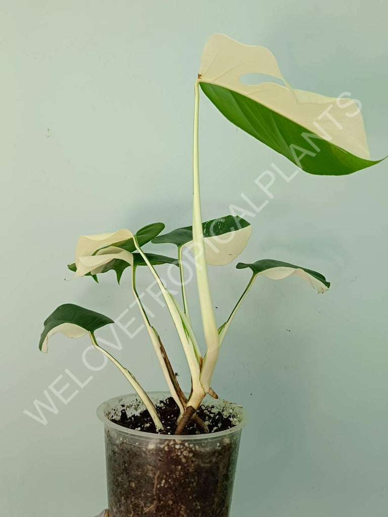 Monstera variegata albo SOLID WHITE