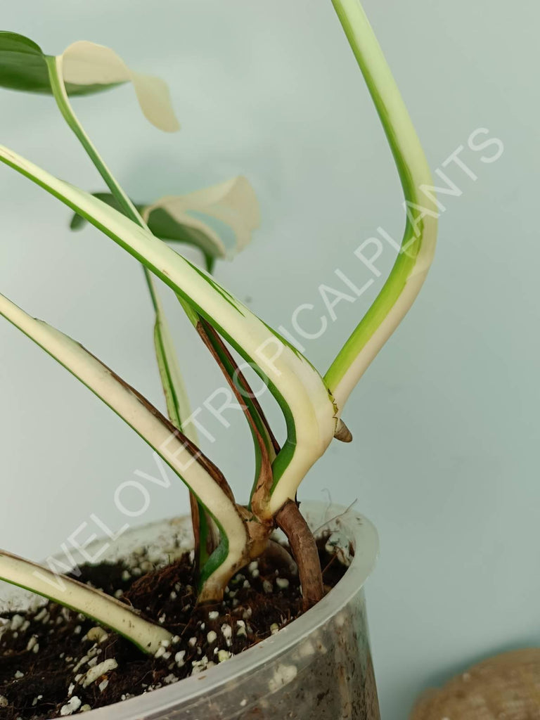 Monstera variegata albo SOLID WHITE