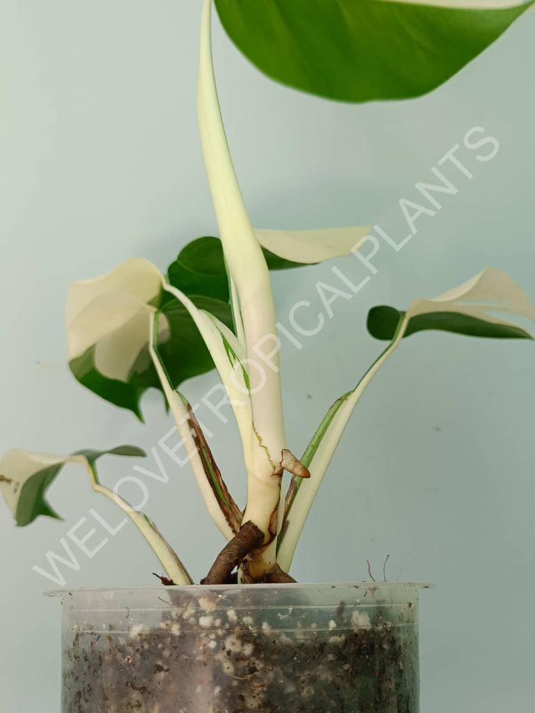 Monstera variegata albo SOLID WHITE