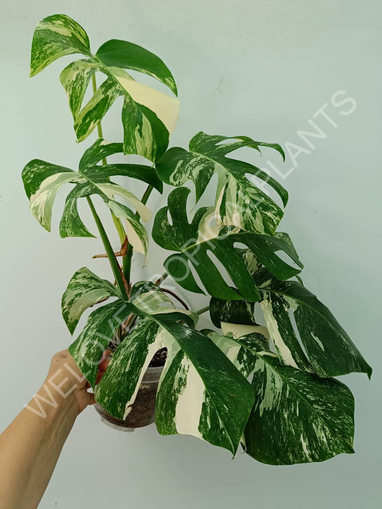 Monstera variegata albo