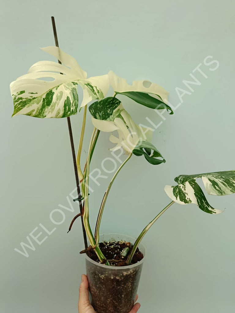 Monstera variegata albo extra