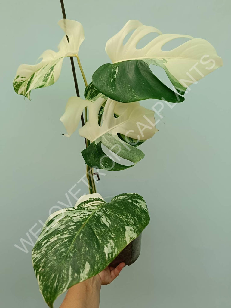 Monstera variegata albo extra