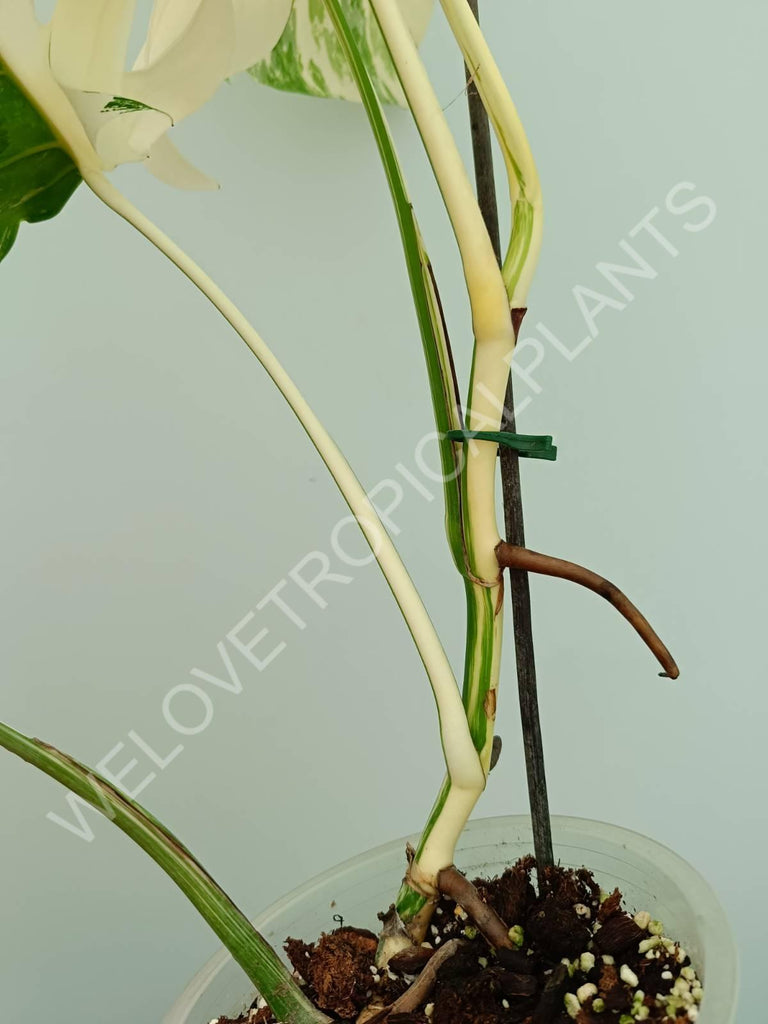 Monstera variegata albo extra