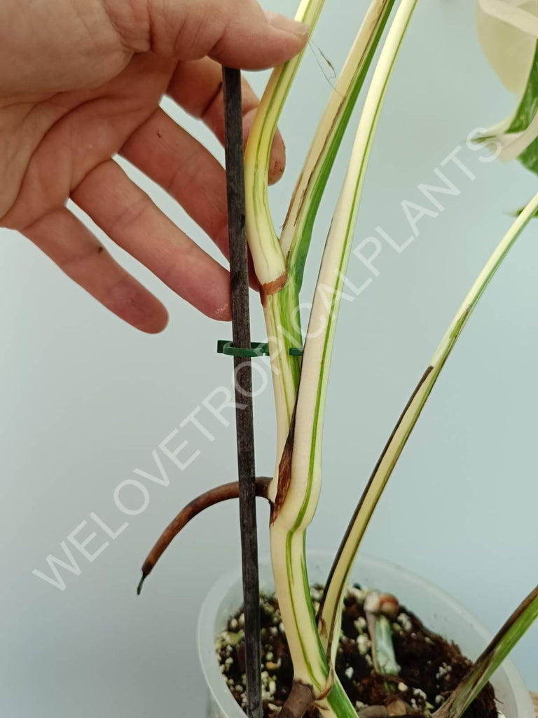 Monstera variegata albo extra