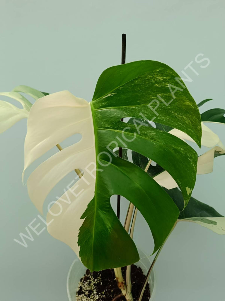 Monstera variegata albo 