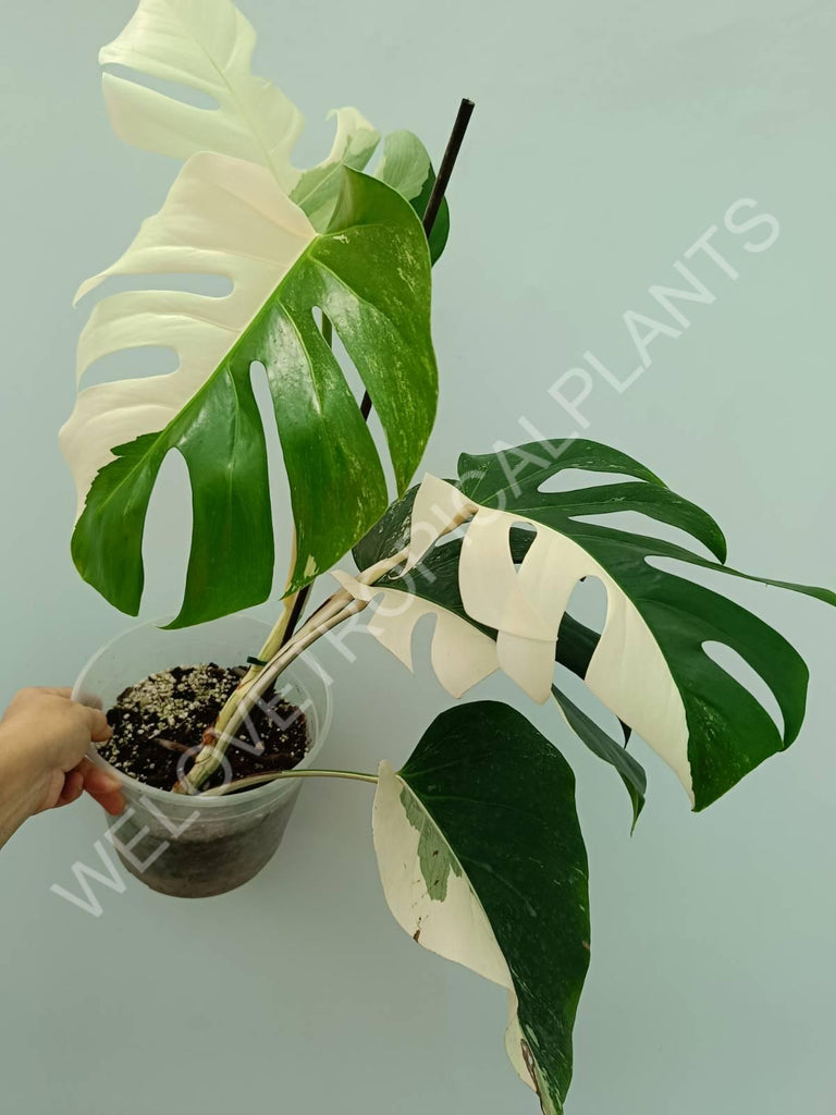 Monstera variegata albo 