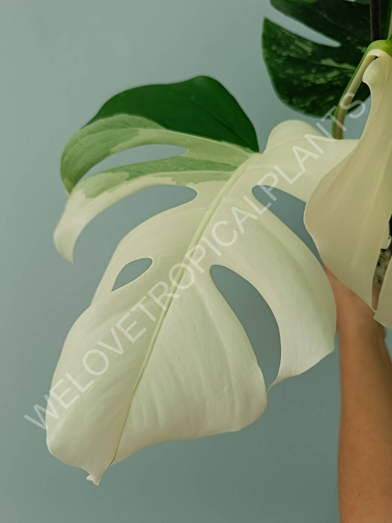 Monstera variegata albo 