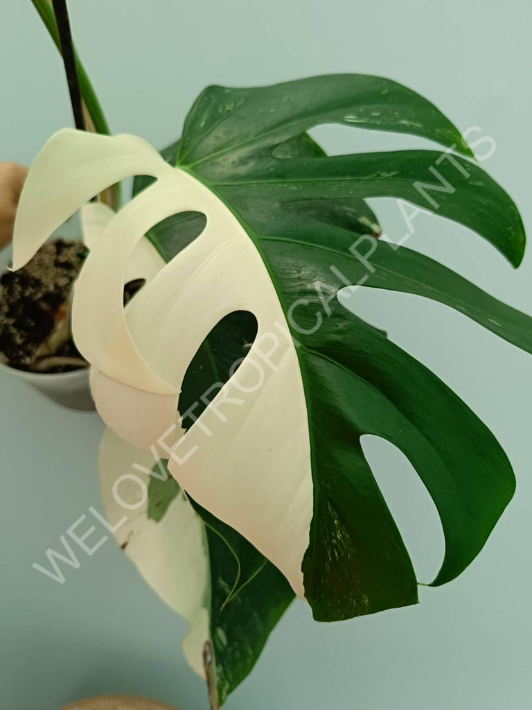 Monstera variegata albo 