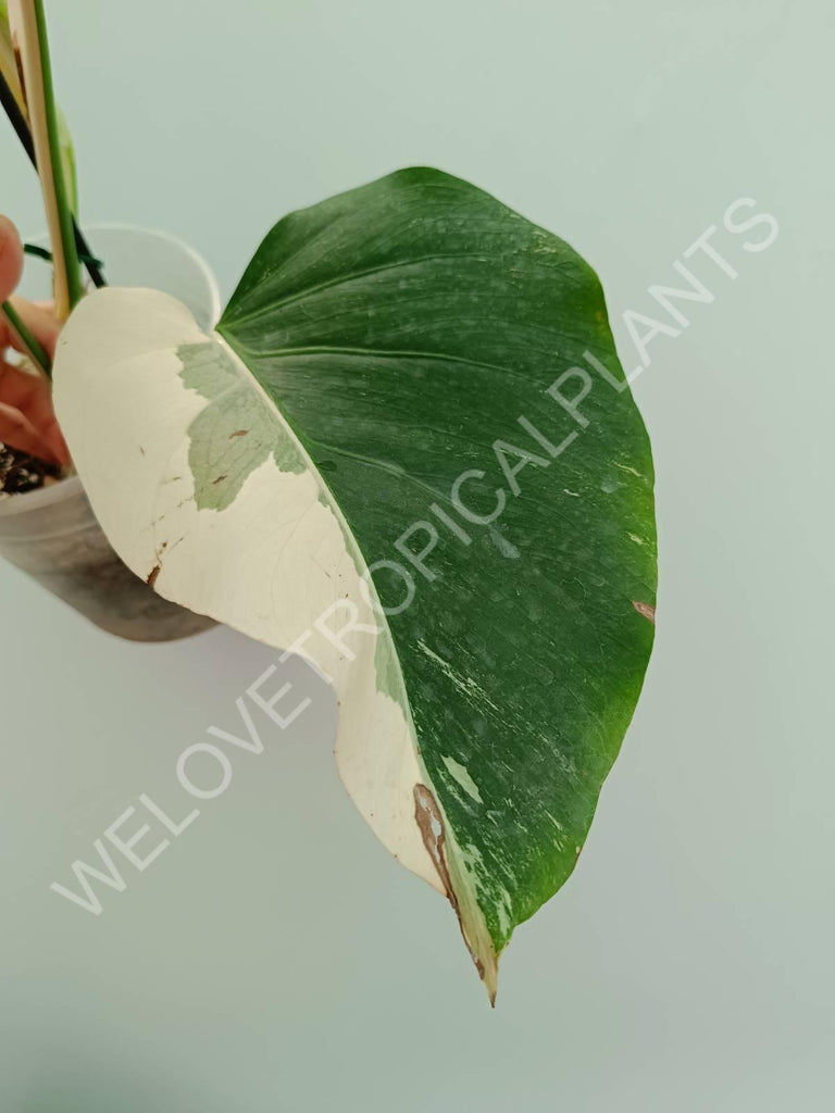 Monstera variegata albo 