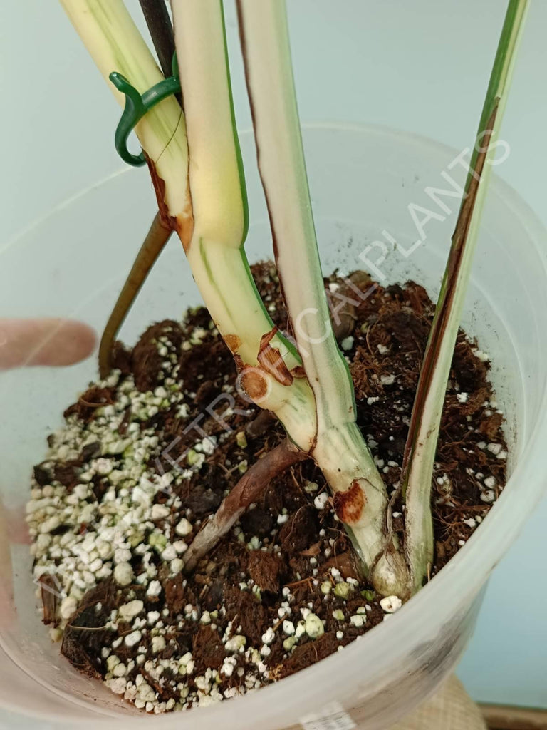 Monstera variegata albo 