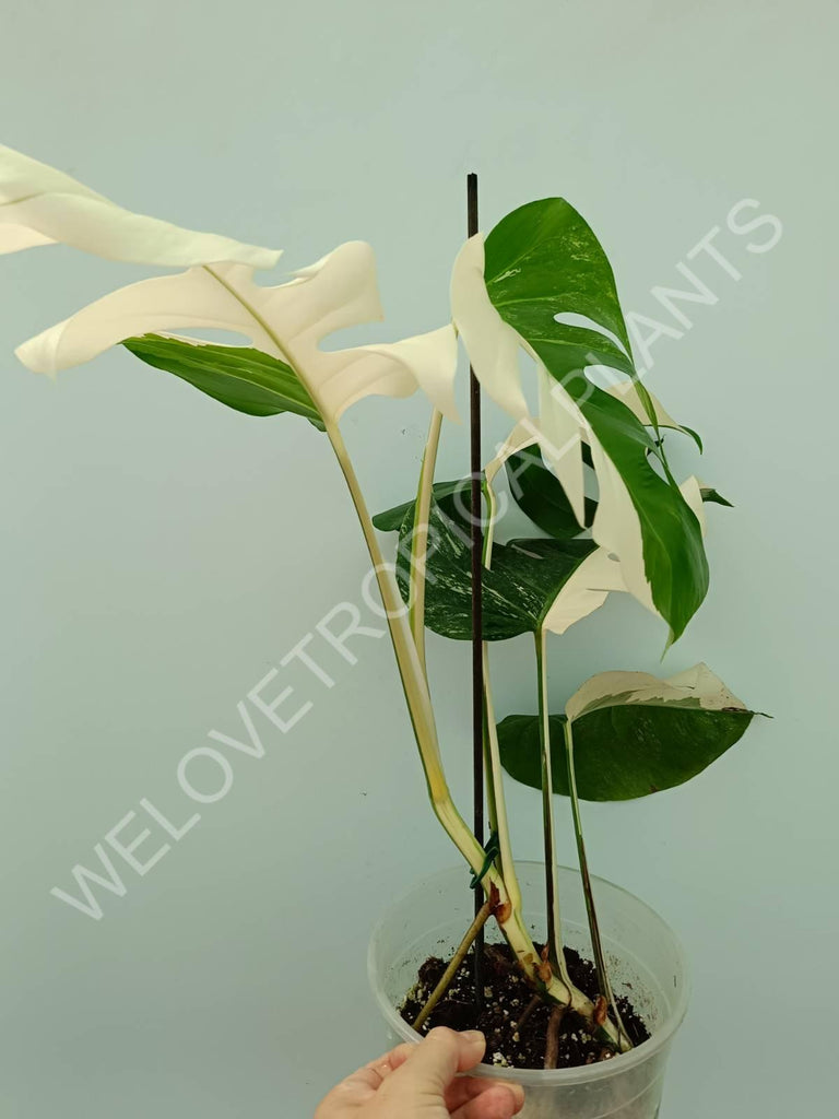 Monstera variegata albo 