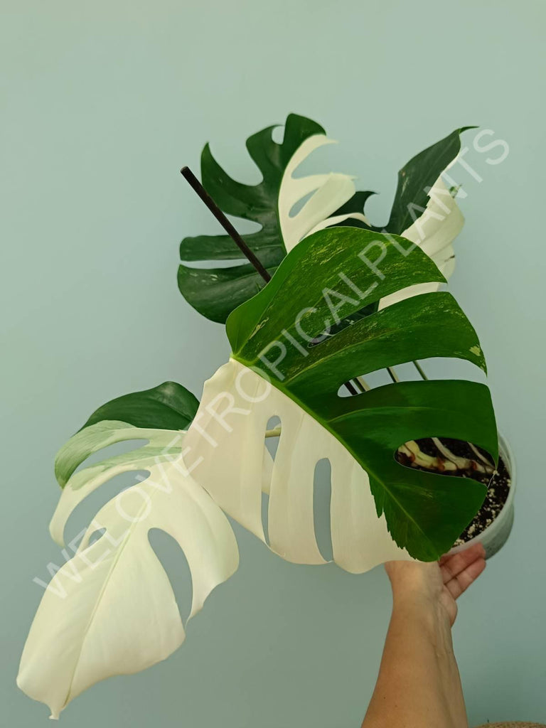 Monstera variegata albo 