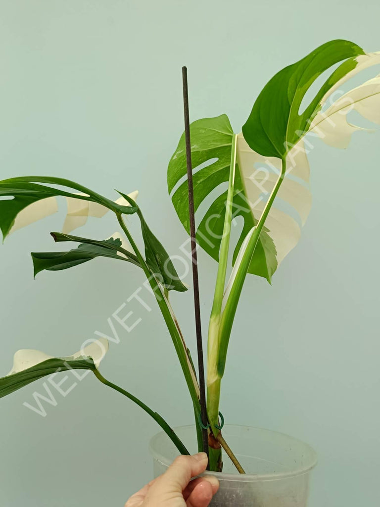 Monstera variegata albo 