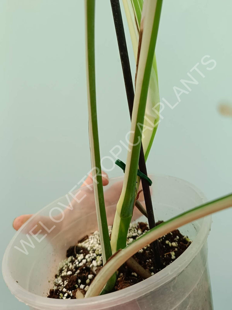 Monstera variegata albo 