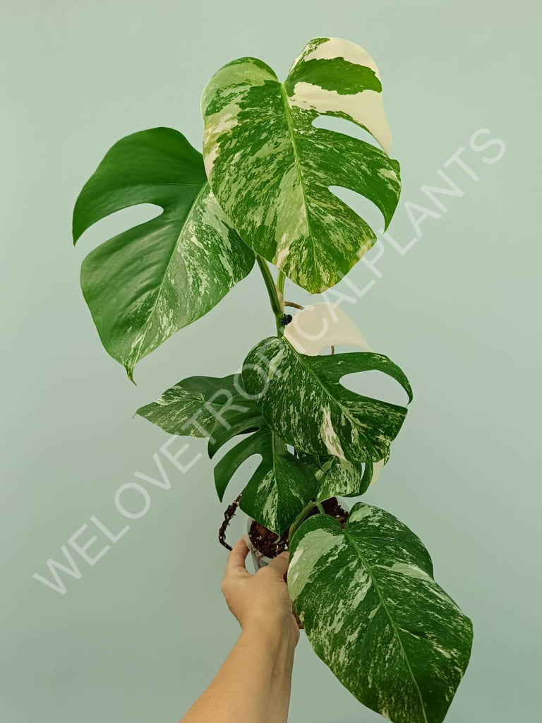 Monstera variegata albo