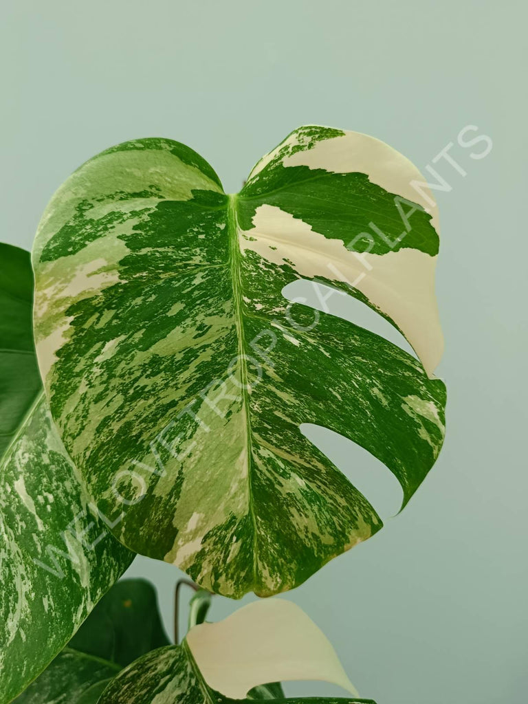 Monstera variegata albo