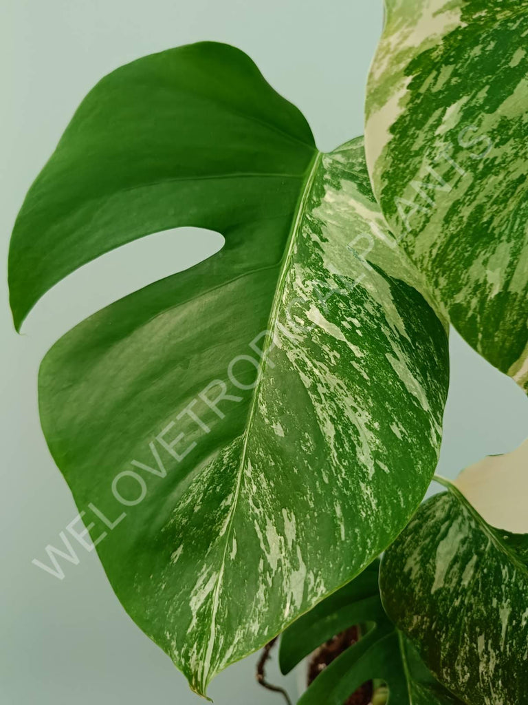 Monstera variegata albo