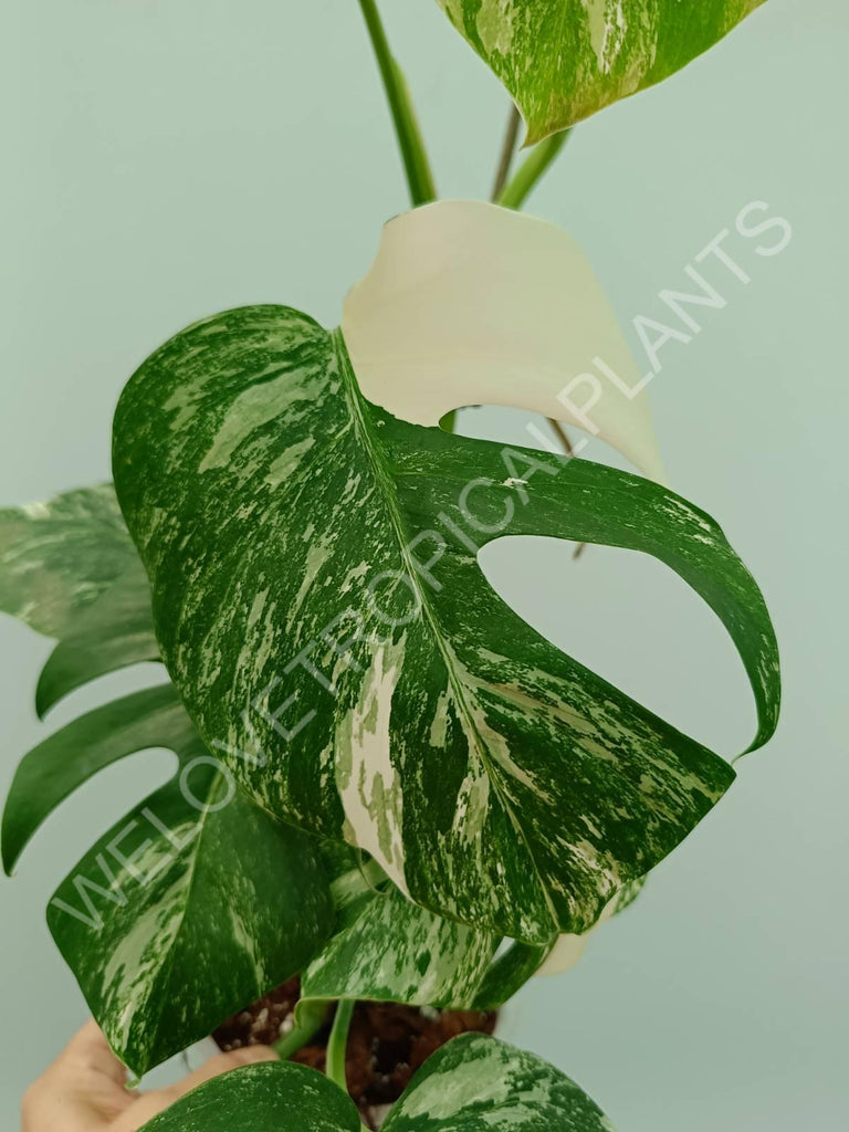 Monstera variegata albo