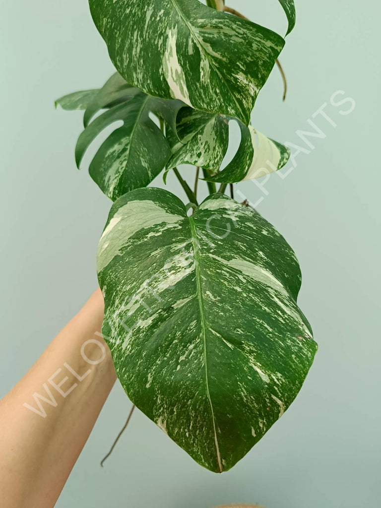 Monstera variegata albo