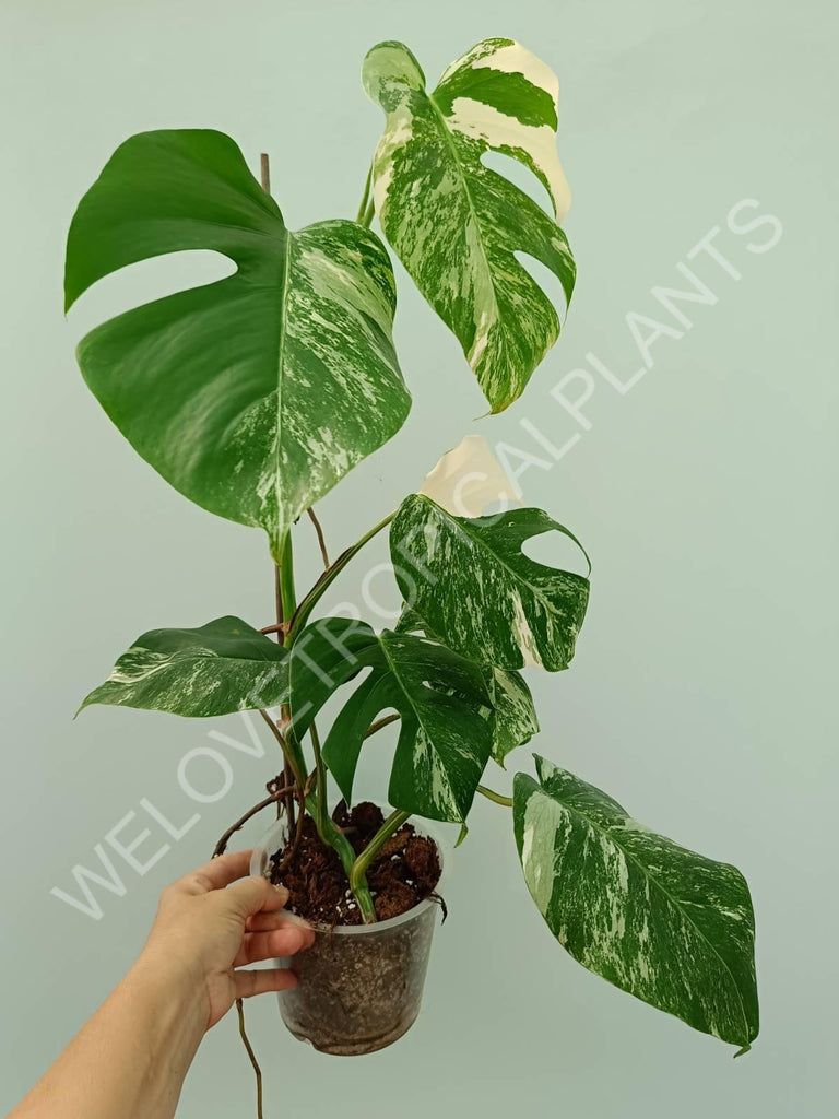 Monstera variegata albo