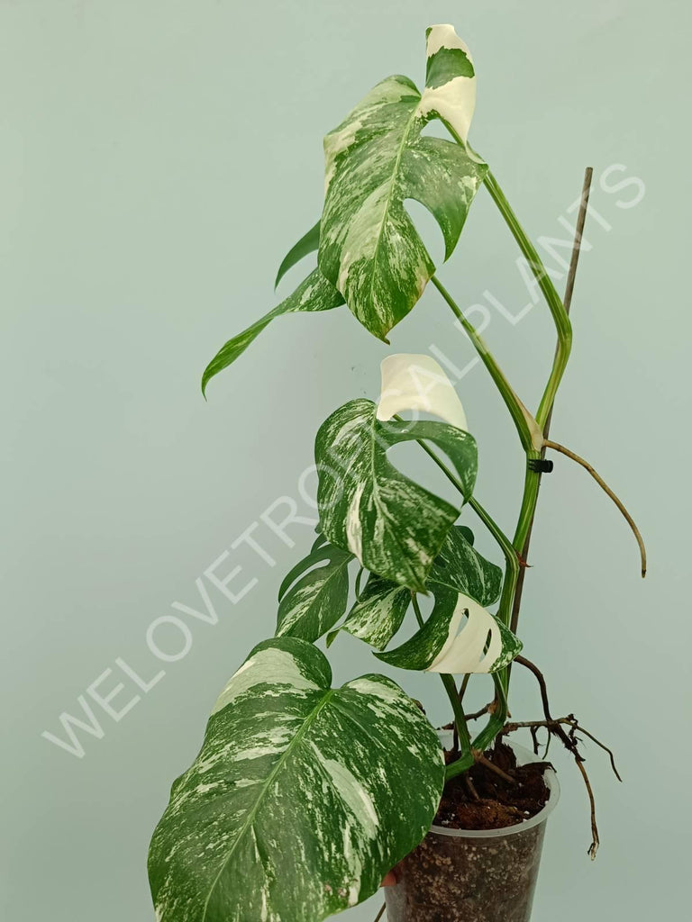 Monstera variegata albo