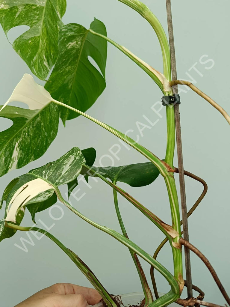 Monstera variegata albo