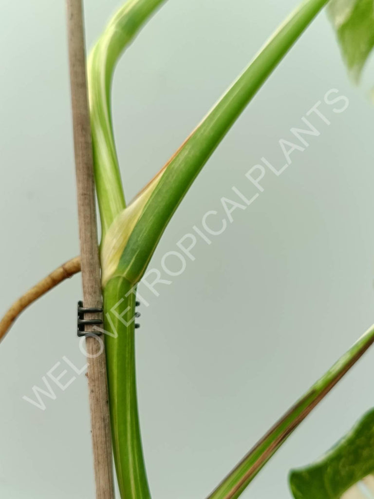 Monstera variegata albo