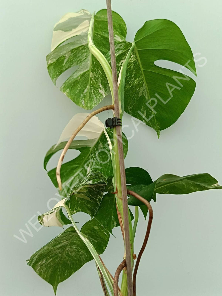 Monstera variegata albo