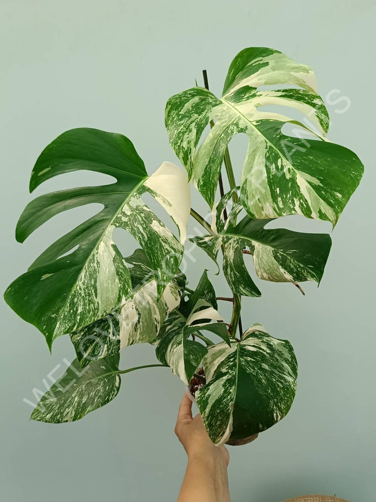 Monstera variegata albo