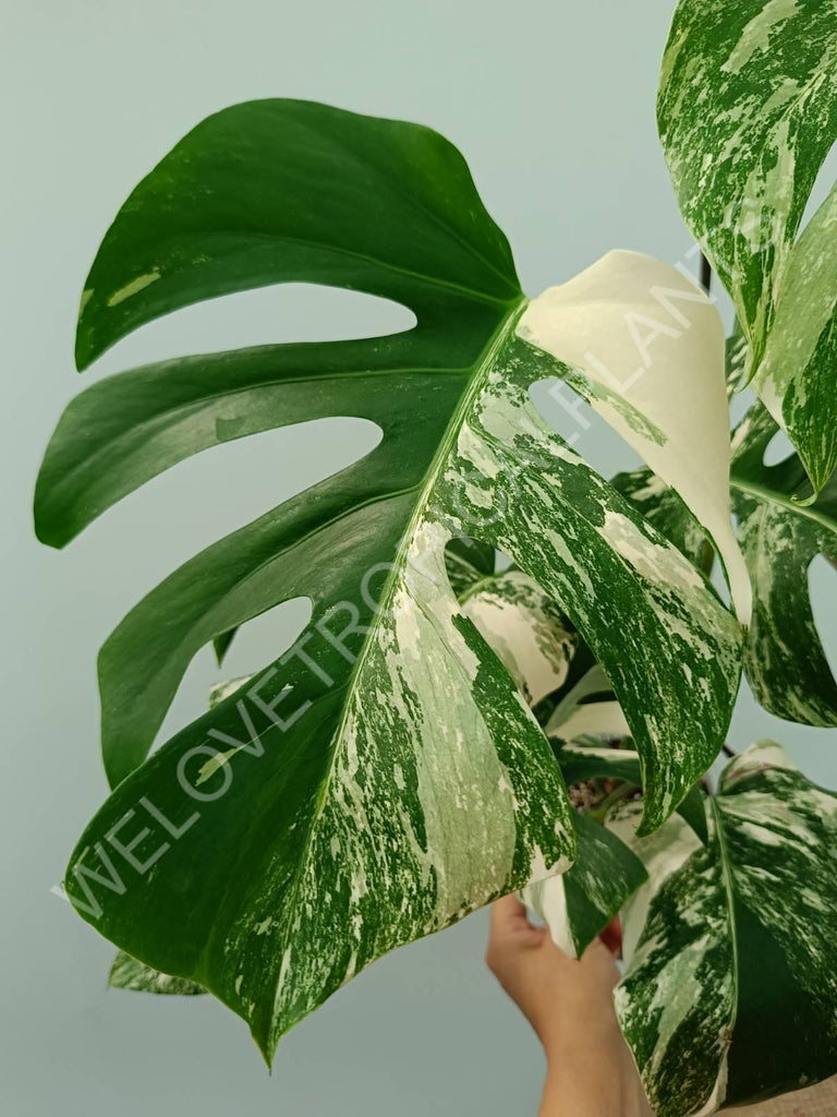 Monstera variegata albo