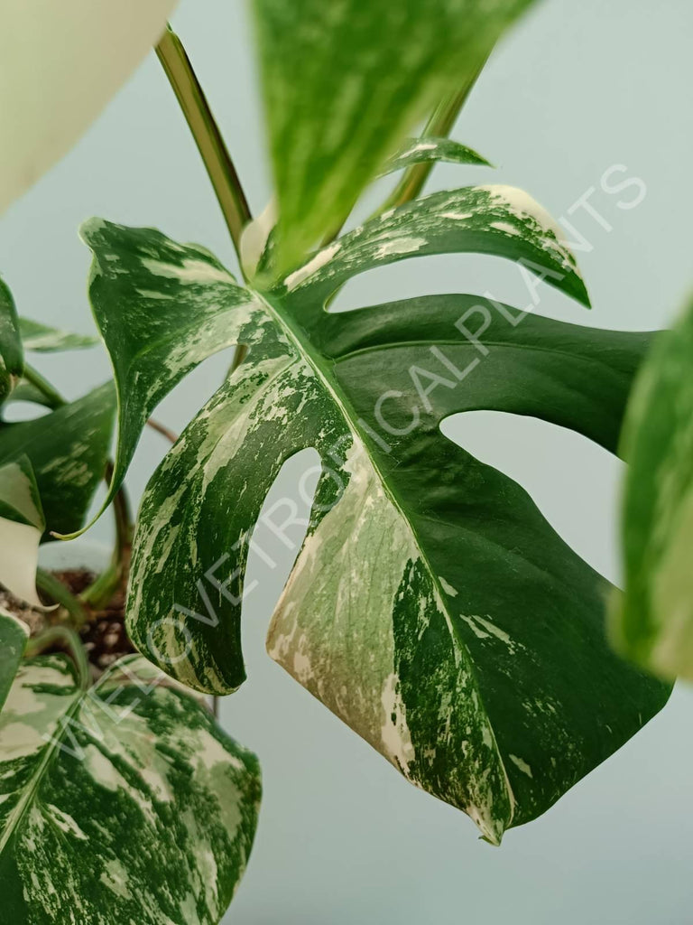 Monstera variegata albo