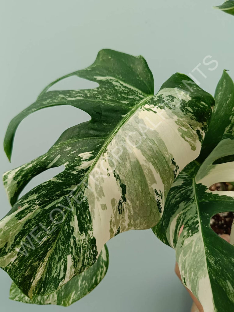 Monstera variegata albo