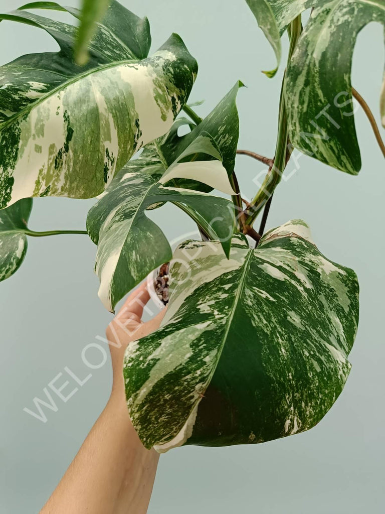 Monstera variegata albo