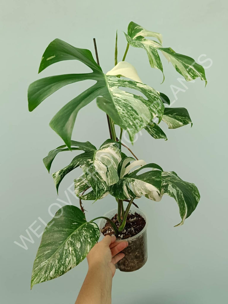 Monstera variegata albo