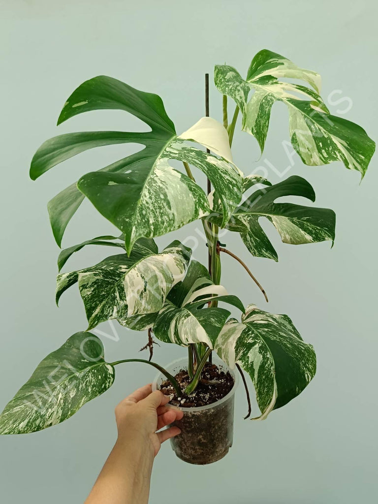 Monstera variegata albo