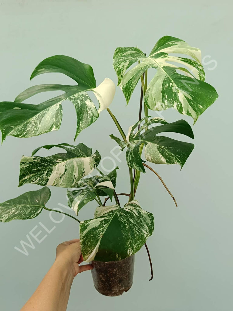 Monstera variegata albo