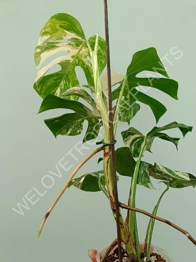 Monstera variegata albo