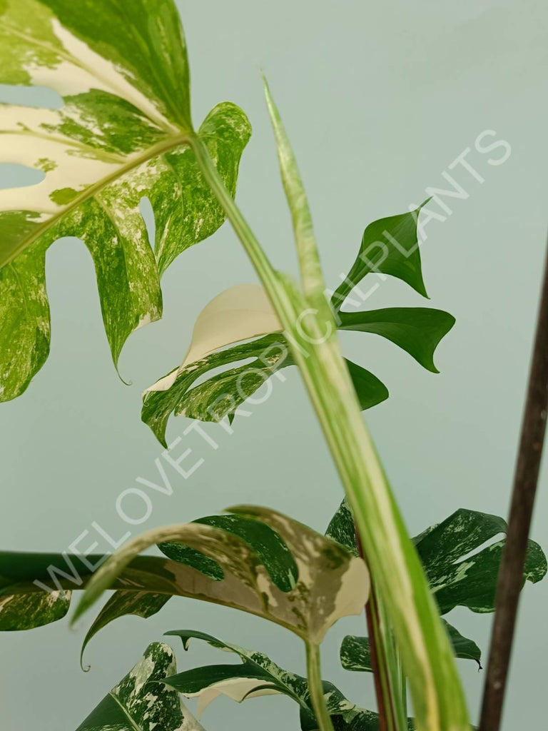 Monstera variegata albo