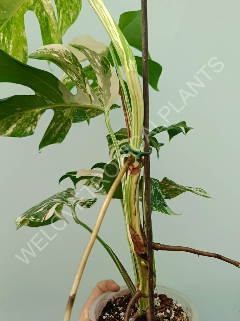 Monstera variegata albo